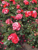Dover™ rose photo