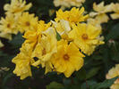 Golden Holstein rose photo