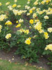 Golden Holstein rose photo