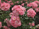 Jacky's Favorite rose photo