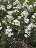 Xantippe rose photo