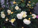 Northern Yellow rose photo