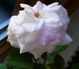 Die Einzige rose photo