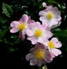 Evangeline rose photo