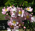 Evangeline rose photo