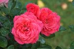 Haka™ rose photo