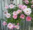 Lillian Gibson rose photo