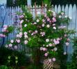 Lillian Gibson rose photo