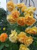 Jean Giono rose photo