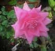 Dr. B.P. Pal rose photo