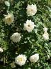 Anne-Marie Cotte rose photo