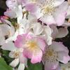Mrs. Billy Crick rose photo