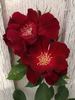 Joan Beales rose photo