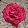 Candy Apple rose photo