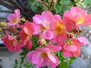 Beauregard rose photo