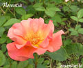 Florentia rose photo