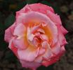 Apogée ® rose photo