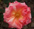 Apogée ® rose photo