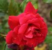 Appreciation rose photo