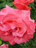 Dee Dee Bridgewater ® rose photo