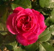 Belladonna rose photo