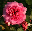 Crystal Hearts rose photo