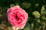 Glamourosa rose photo