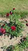 Bolshaja Ljubov rose photo