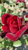 Bolshaja Ljubov rose photo