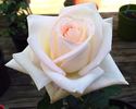 My Mary Ann rose photo