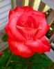 Cristina Lynne rose photo
