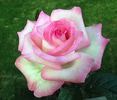 Marlon's Day rose photo