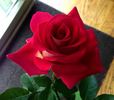 Resa G rose photo