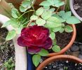 Karfunkelstadt rose photo