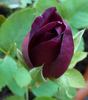 Karfunkelstadt rose photo