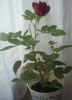 Karfunkelstadt rose photo