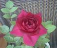 Karfunkelstadt rose photo