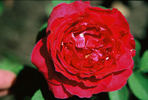 Arthur Cook rose photo
