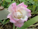 Love Me Tender rose photo