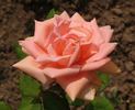Asun Galindez de Chapa rose photo