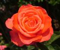 Atoll rose photo