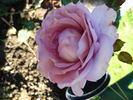 Harry Edland rose photo