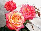 Château Giscours rose photo