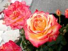 Château Giscours rose photo