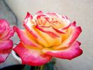 Château Giscours rose photo