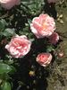 Racquel ™ rose photo