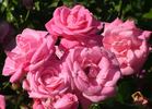 August Seebauer rose photo