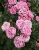 August Seebauer rose photo