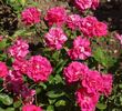 Auguste Kordes rose photo
