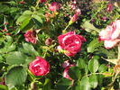 RSM K5 rose photo
